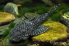 L235-Pseudolithoxus-anthrax