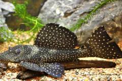 L240-Leporacanthicus-sp