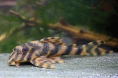 L243-Ancistomus-wernekei