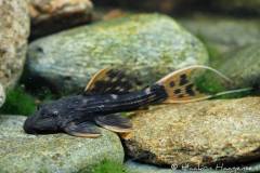 L25-Pseudacanthicus-pirarara