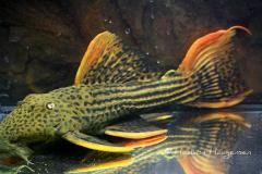 L25-Pseudacanthicus-sp