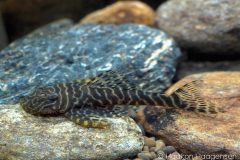 L257-Pseudolithoxus-tigris