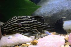 L27-Panaque-armbrusteri