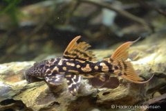 L273-Pseudacanthicus-sp