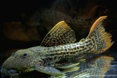 L273-Pseudacanthicus-sp2