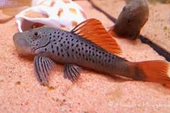 L276-Chaetostoma-lineopunctatum2