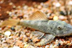 L276-Chaetostoma-lineopunctatum3