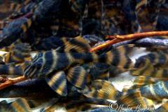 L306-Panaqolus-claustellifer