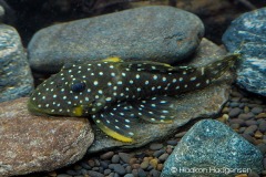 L31-Parancistrus-nudiventris