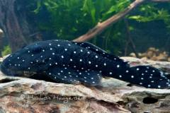 L31-Parancistrus-nudiventris2