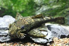 L312-Lasiancistrus-sp