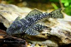 L329-Pseudancistrus-zawadzkii