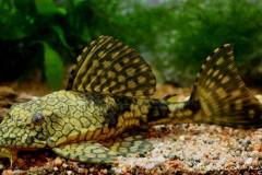 L37-Hypostomus-faveolus