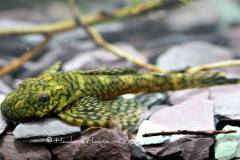 L393-Ancistrus-sp