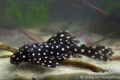 L452-Pseudacanthicus-sp.