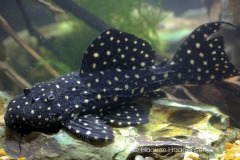 L452-Pseudacanthicus-sp2