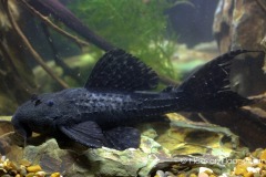 L452-Pseudacanthicus-sp3