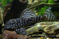 L475-Hypancistrus-sp