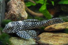 L48-Scobinancistrus-cf-pariolispos
