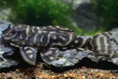 L500-Hypancistrus-sp