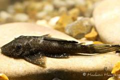 L59-Ancistrus-hoplogenys