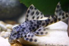 L6-Peckoltia-oligospila