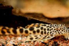 L75-Ancistomus-sabaji