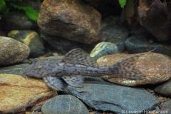 L79-Pseudacanthicus-sp