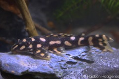 L82-Scobinancistrus-sp