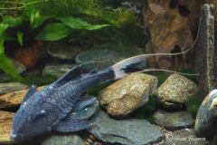 L90-Panaque-bathyphilus