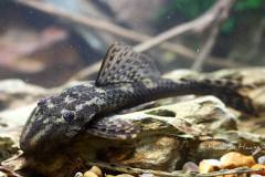 L92-Lasiancistrus-tentaculatus