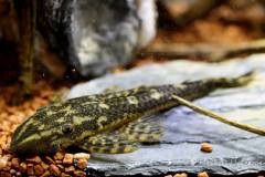 L92-Lasiancistrus-tentaculatus2