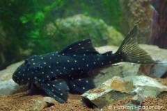 LDA31-Panaqolus-albomaculatus