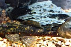 LDA31-Panaqolus-albomaculatus2