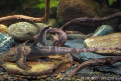 Lamontichthys-llanero