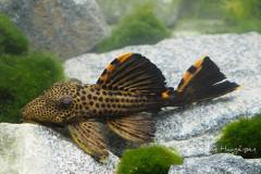 Leporacanthicus-triactis-L91