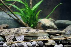 Loricariinae-sp