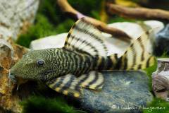 Panaqolus-changae-L226