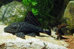 Panaque-schaeferi-L203