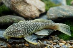 Parancistrus-aurantiacus