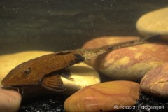 Pseudohemiodon-apithanos