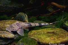 Pseudohemiodon-laticeps