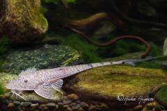Pseudohemiodon-laticeps2