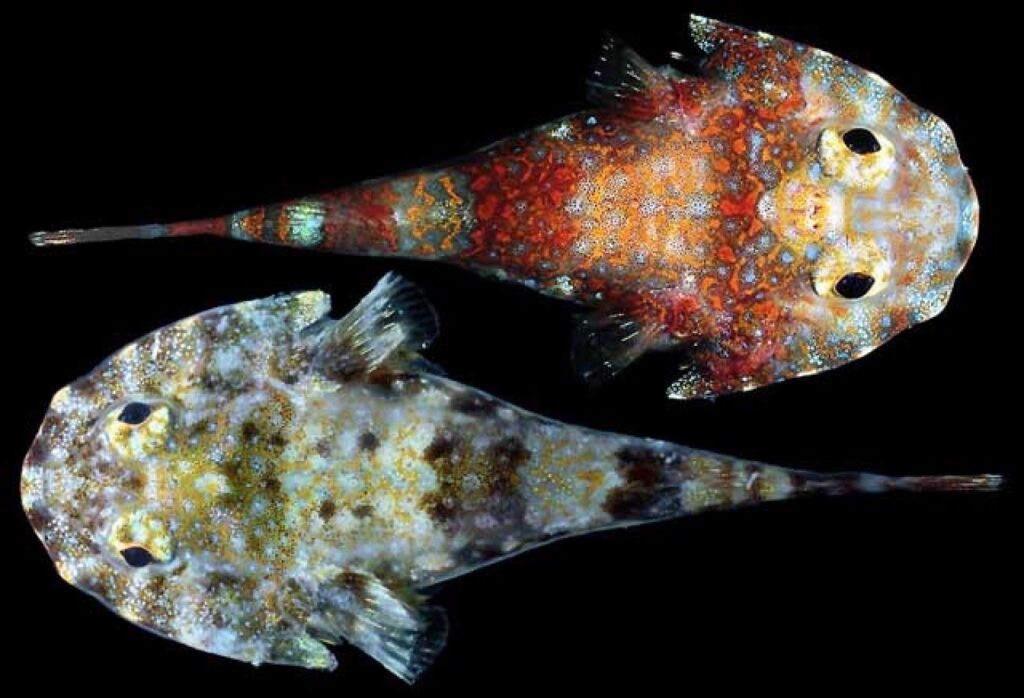 Gobiesox punctulatus