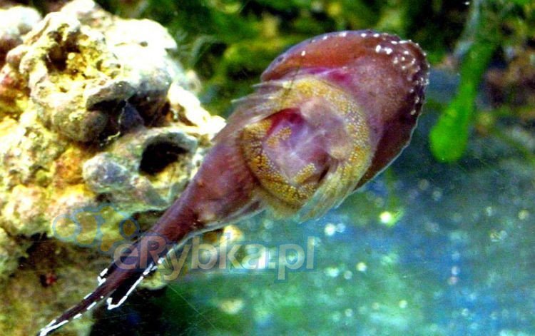 Gobiesox punctulatus