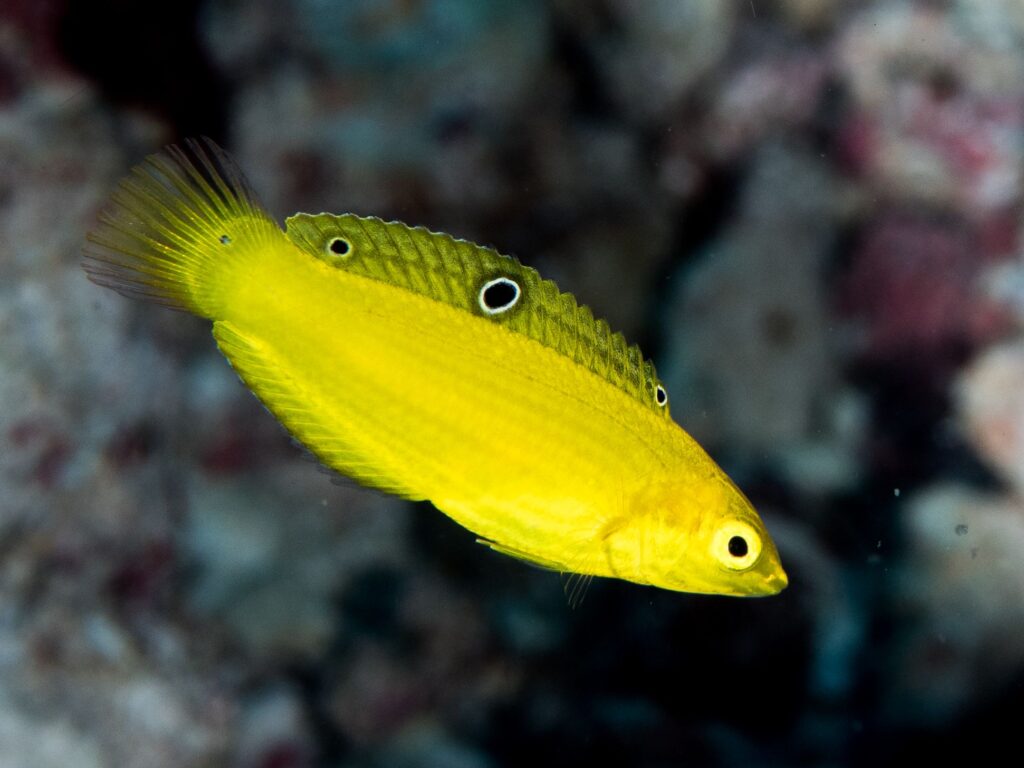 Halichoeres chrysus
