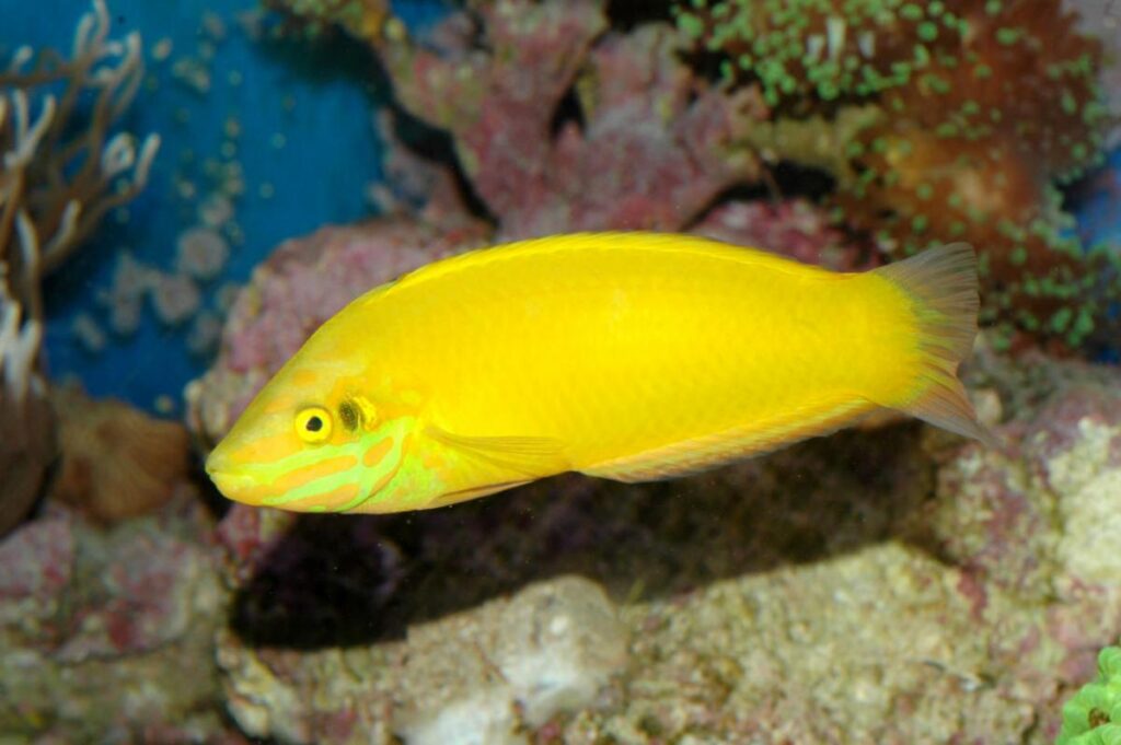 Halichoeres chrysus