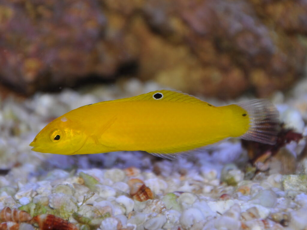 Halichoeres chrysus