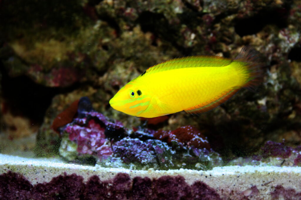 Halichoeres chrysus