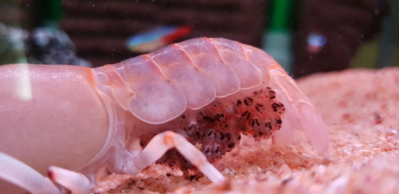 Rak niebieski - Cherax destructor - akwarium.info.pl